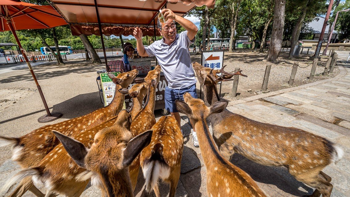 🐑 타조 왕국 이시오카 농장(다초 오코쿠 이시오카 파무) 이미지 7
